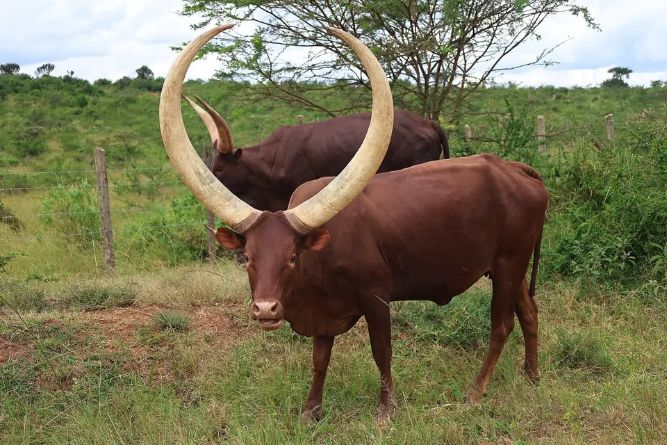 Ankole cattle with long horns grazing on a farm