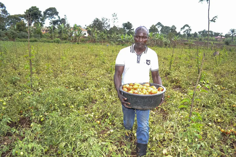 A farmer carrying a basin of freshly harvested tomatoes